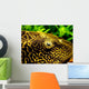 Pleco Wall Decal