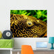 Pleco Wall Decal