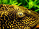 Pleco Wall Decal