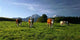 Cows Wall Decal