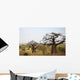 Baobabs and Savannah Africa Wall Decal