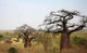 Baobabs and Savannah Africa Wall Decal