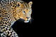Leopard Portrait Dark Wall Decal