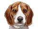 Beagle Puppy Dog Head Wall Decal