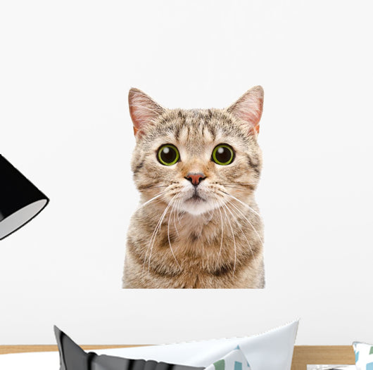 Portrait Surprised Cat Scottish Wall Decal