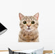 Portrait Surprised Cat Scottish Wall Decal