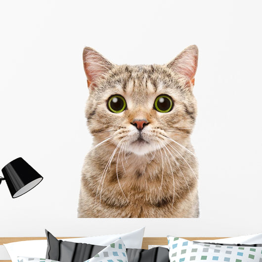 Portrait Surprised Cat Scottish Wall Decal