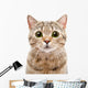 Portrait Surprised Cat Scottish Wall Decal