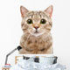 Portrait Surprised Cat Scottish Wall Decal