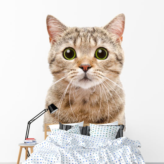 Portrait Surprised Cat Scottish Wall Decal