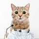 Portrait Surprised Cat Scottish Wall Decal