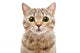 Portrait Surprised Cat Scottish Wall Decal