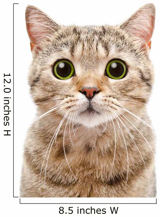 Portrait Surprised Cat Scottish Wall Decal