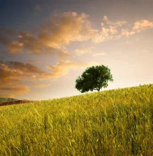 Solitary Tree Wheat Field Wall Decal