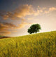 Solitary Tree Wheat Field Wall Decal