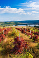 Red Vineyard Wall Decal