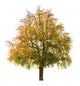 Pear Tree Autumn Early Wall Decal