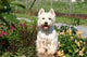 Westie Grimpe Sur Une Wall Decal