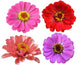 Four Zinnia Flowers Wall Decal Sticker Set