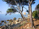 Walk Island Wall Decal
