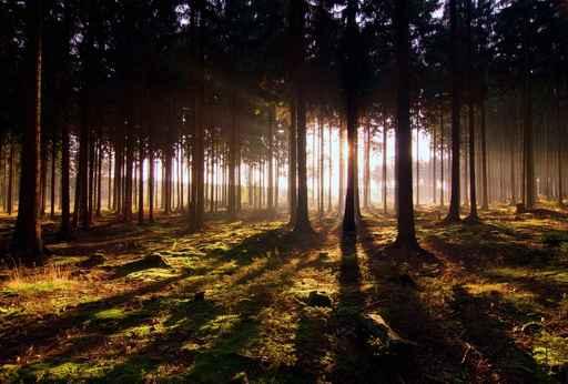 Awaken Forest Wall Decal