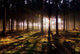 Awaken Forest Wall Decal