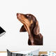 Dachshund Puppy Looking up Wall Decal