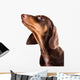 Dachshund Puppy Looking up Wall Decal