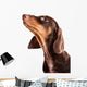 Dachshund Puppy Looking up Wall Decal