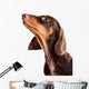Dachshund Puppy Looking up Wall Decal