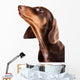 Dachshund Puppy Looking up Wall Decal