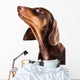 Dachshund Puppy Looking up Wall Decal