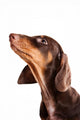 Dachshund Puppy Looking up Wall Decal