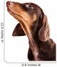 Dachshund Puppy Looking up Wall Decal
