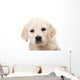Golden Retriever Puppy Wall Decal