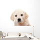 Golden Retriever Puppy Wall Decal