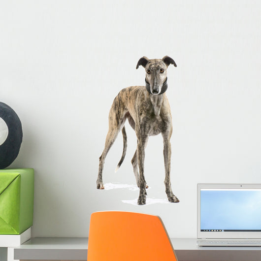 Galgo Espanol 2 Years Wall Decal