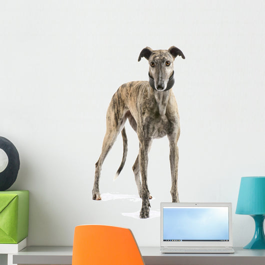 Galgo Espanol 2 Years Wall Decal