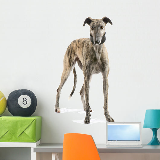 Galgo Espanol 2 Years Wall Decal