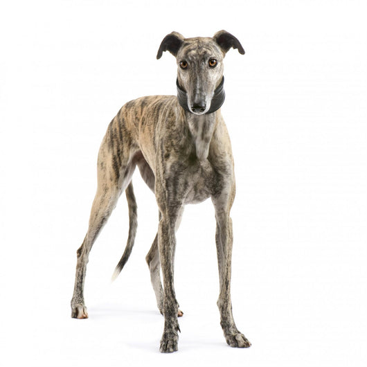 Galgo Espanol 2 Years Wall Decal