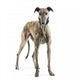 Galgo Espanol 2 Years Wall Decal