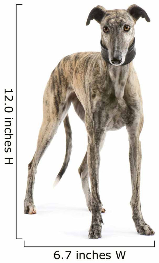 Galgo Espanol 2 Years Wall Decal