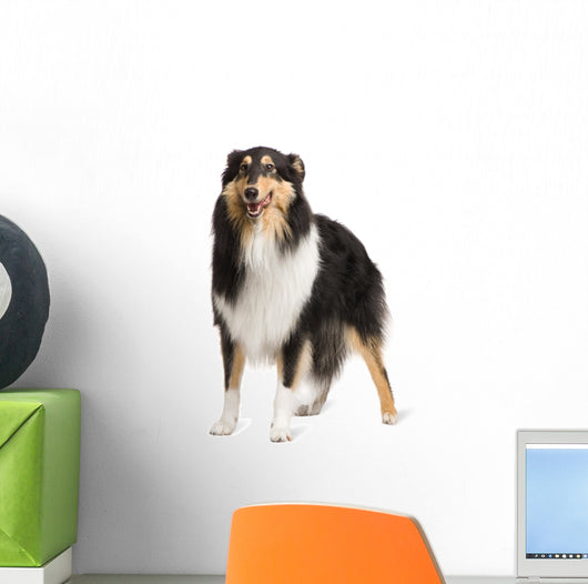 Rough Collie 2 Years Wall Decal