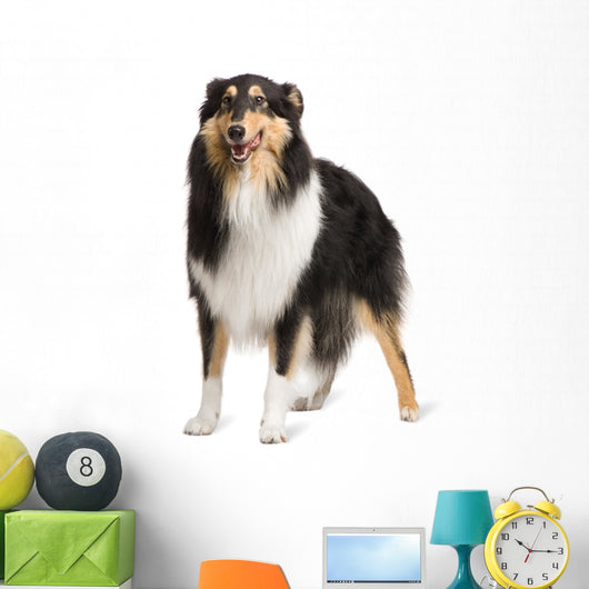 Rough Collie 2 Years Wall Decal