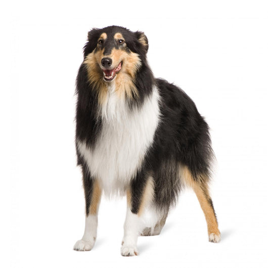 Rough Collie 2 Years Wall Decal