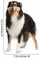 Rough Collie 2 Years Wall Decal