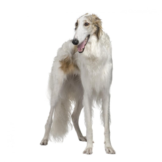 Russian Wolfhound 15 Months Wall Decal