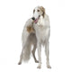 Russian Wolfhound 15 Months Wall Decal