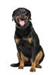 Rottweiler 5 Years Wall Decal