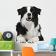 Border Collie Breed 15 Wall Decal